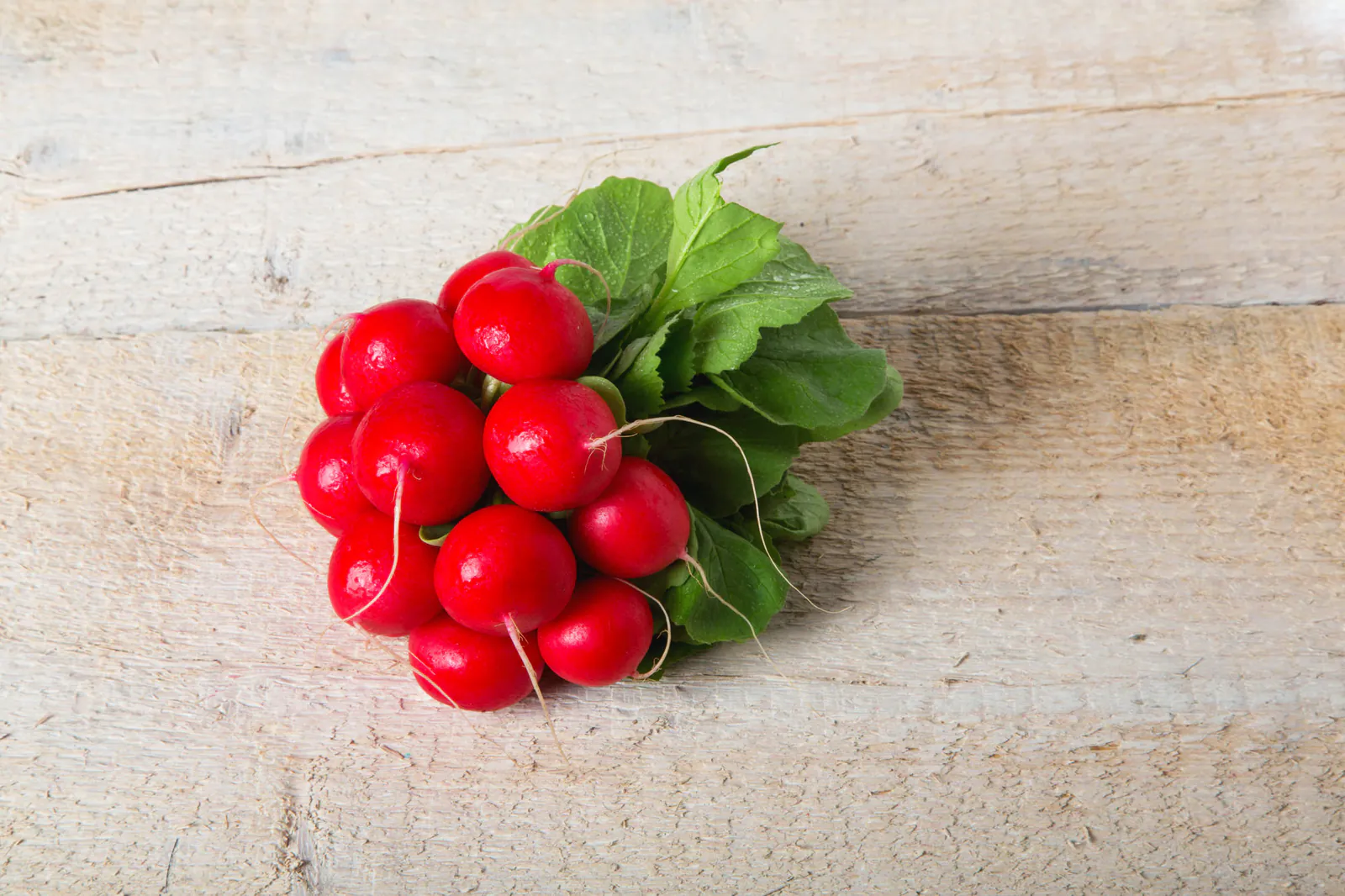 Rood: een bos radijs